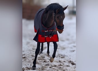 Oldenburg, Stallone, 2 Anni, 158 cm, Baio scuro
