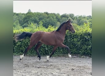 Oldenburg, Stallone, 2 Anni, 161 cm, Baio ciliegia
