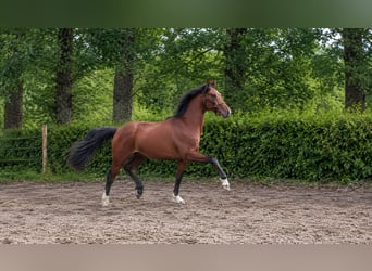 Oldenburg, Stallone, 2 Anni, 161 cm, Baio ciliegia
