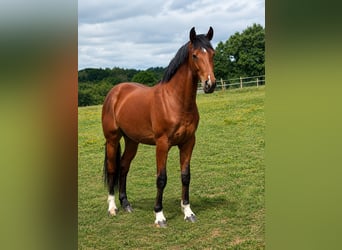 Oldenburg, Stallone, 2 Anni, 161 cm, Baio ciliegia