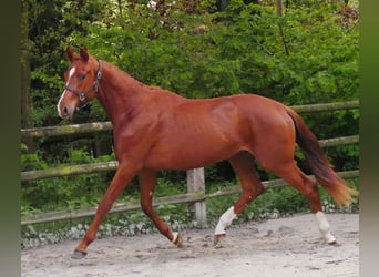 Oldenburg, Stallone, 2 Anni, 162 cm