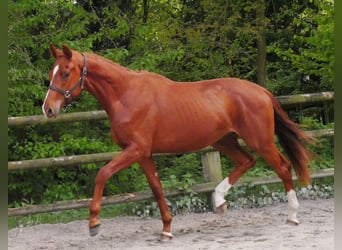 Oldenburg, Stallone, 2 Anni, 162 cm
