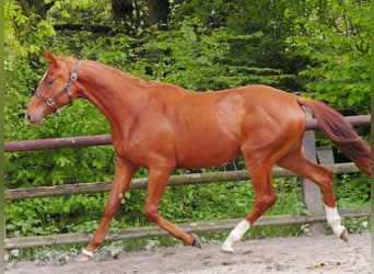 Oldenburg, Stallone, 2 Anni, 162 cm