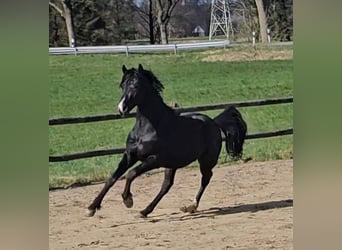 Oldenburg, Stallone, 2 Anni, 162 cm, Morello