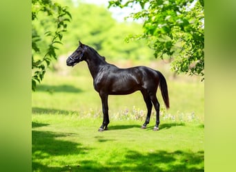 Oldenburg, Stallone, 2 Anni, 162 cm, Morello