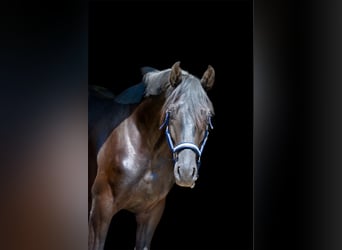 Oldenburg, Stallone, 2 Anni, 162 cm, Morello