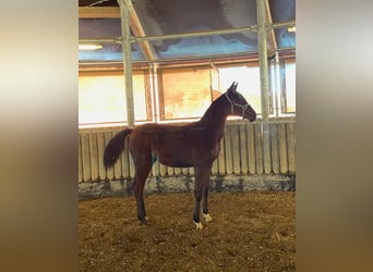 Oldenburg, Stallone, 2 Anni, 165 cm, Baio