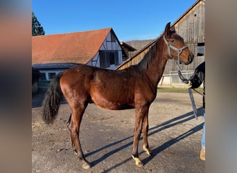 Oldenburg, Stallone, 2 Anni, 165 cm, Baio