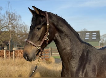 Oldenburg, Stallone, 2 Anni, 165 cm, Baio scuro