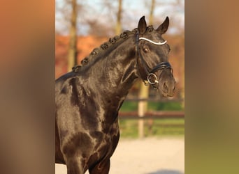 Oldenburg, Stallone, 2 Anni, 165 cm, Morello