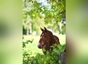 Oldenburg, Stallone, 2 Anni, 165 cm, Sauro