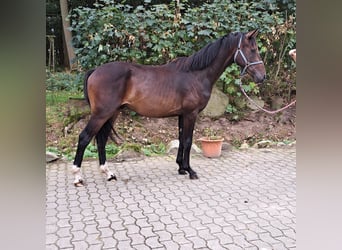 Oldenburg, Stallone, 2 Anni, 166 cm, Baio