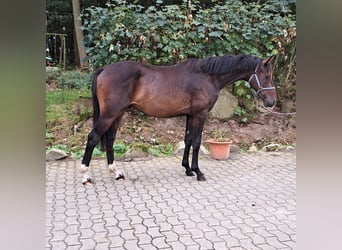 Oldenburg, Stallone, 2 Anni, 166 cm, Baio