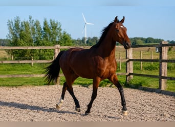 Oldenburg, Stallone, 2 Anni, 168 cm, Baio