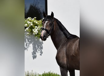 Oldenburg, Stallone, 2 Anni, 168 cm, Grigio