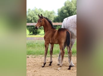 Oldenburg, Stallone, 2 Anni, 170 cm, Baio