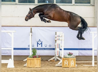 Oldenburg, Stallone, 2 Anni, 170 cm, Baio scuro