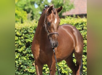 Oldenburg, Stallone, 2 Anni, 170 cm, Sauro scuro