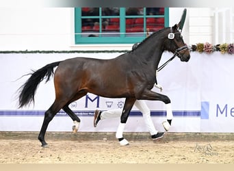 Oldenburg, Stallone, 2 Anni, 171 cm, Baio scuro