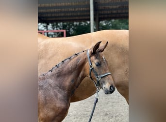 Oldenburg, Stallone, 2 Anni, 172 cm, Baio scuro