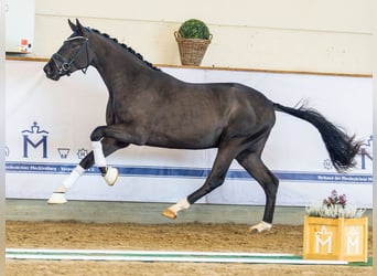 Oldenburg, Stallone, 2 Anni, 173 cm, Baio scuro