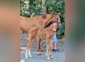 Oldenburg, Stallone, 2 Anni, 173 cm, Sauro