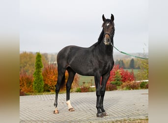 Oldenburg, Stallone, 2 Anni, 180 cm, Può diventare grigio