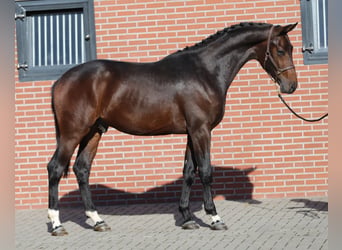 Oldenburg, Stallone, 2 Anni, Baio