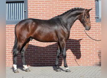 Oldenburg, Stallone, 2 Anni, Baio