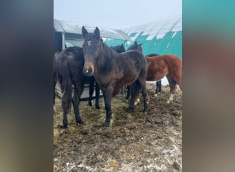 Oldenburg, Stallone, 2 Anni, Baio