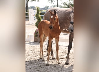 Oldenburg, Stallone, 2 Anni, Baio