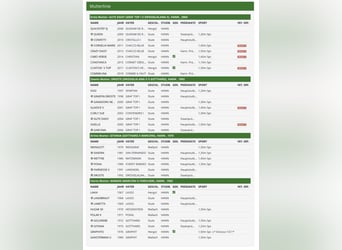 Oldenburg, Stallone, 2 Anni, Baio