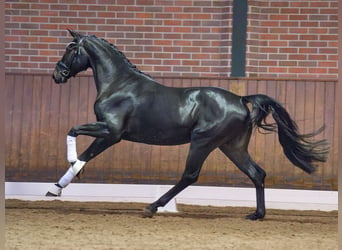 Oldenburg, Stallone, 2 Anni, Baio nero