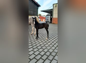 Oldenburg, Stallone, 2 Anni, Può diventare grigio