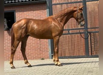 Oldenburg, Stallone, 2 Anni, Sauro