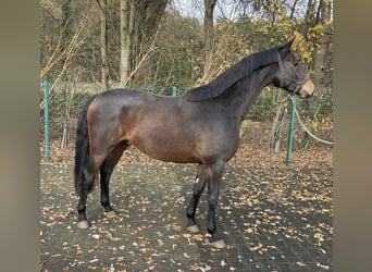Oldenburg, Stallone, 3 Anni, 162 cm, Baio scuro