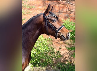 Oldenburg, Stallone, 3 Anni, 163 cm, Baio scuro