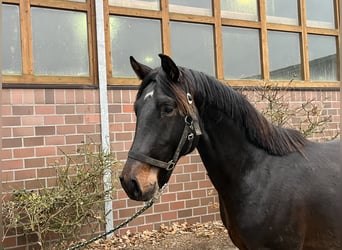Oldenburg, Stallone, 3 Anni, 164 cm, Baio nero
