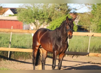 Oldenburg, Stallone, 3 Anni, 164 cm, Baio scuro