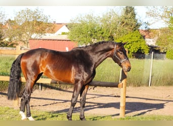Oldenburg, Stallone, 3 Anni, 164 cm, Baio scuro