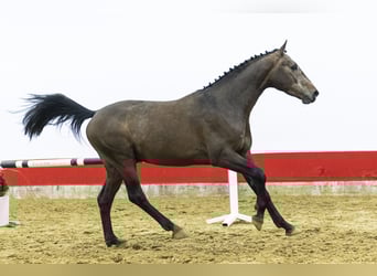 Oldenburg, Stallone, 3 Anni, 164 cm