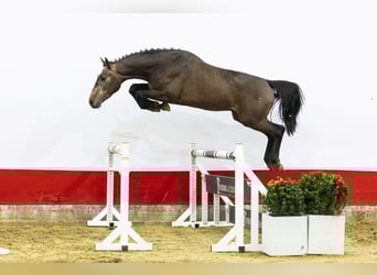 Oldenburg, Stallone, 3 Anni, 164 cm