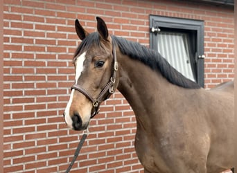 Oldenburg, Stallone, 3 Anni, 167 cm, Baio