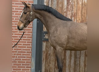 Oldenburg, Stallone, 3 Anni, 167 cm, Baio
