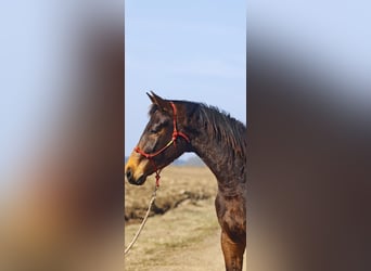 Oldenburg, Stallone, 3 Anni, 167 cm, Baio