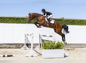 Oldenburg, Stallone, 3 Anni, 167 cm, Baio