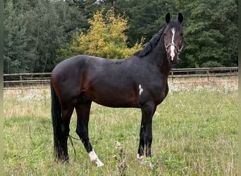 Oldenburg, Stallone, 3 Anni, 167 cm, Baio scuro