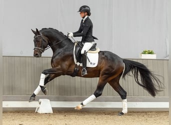 Oldenburg, Stallone, 3 Anni, 167 cm, Baio scuro