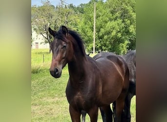 Oldenburg, Stallone, 3 Anni, 167 cm, Baio scuro