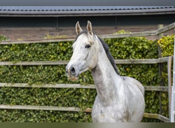 Oldenburg, Stallone, 3 Anni, 167 cm, Grigio